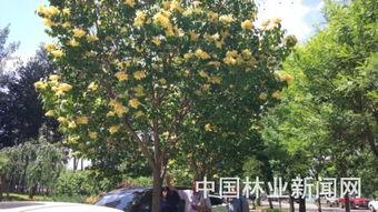 国产丁香网,探索中医药文化的瑰宝与传承